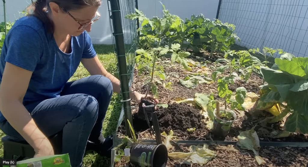 Transplanting Tomato Plant